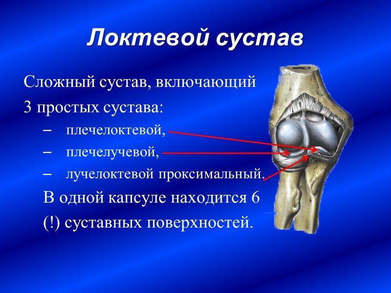 Локтевой сустав Сложный сустав, включающий  3 простых сустава:  плечелоктевой, плечелучевой, лучелоктевой проксимальный.